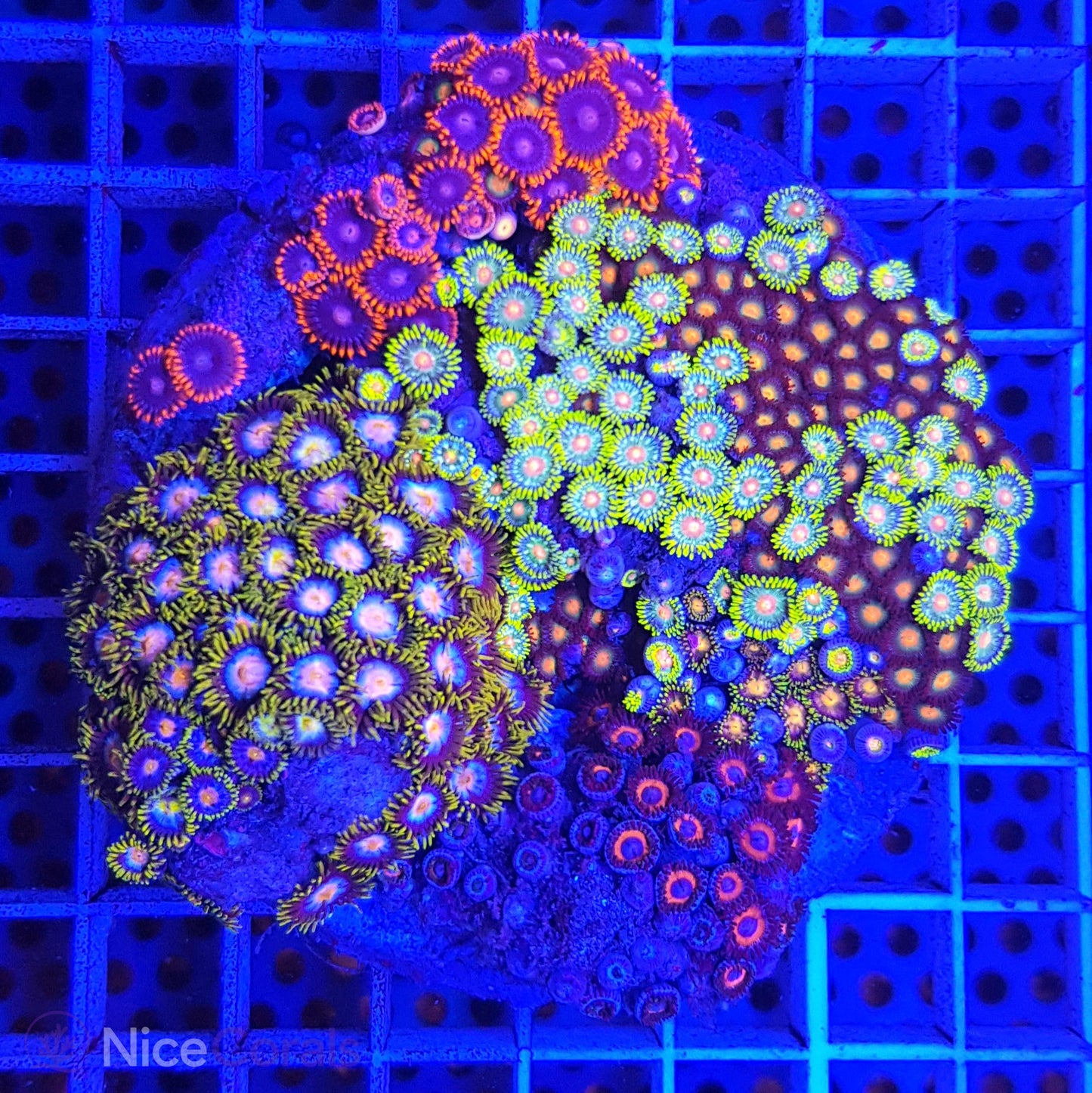 Zoanthus Mix