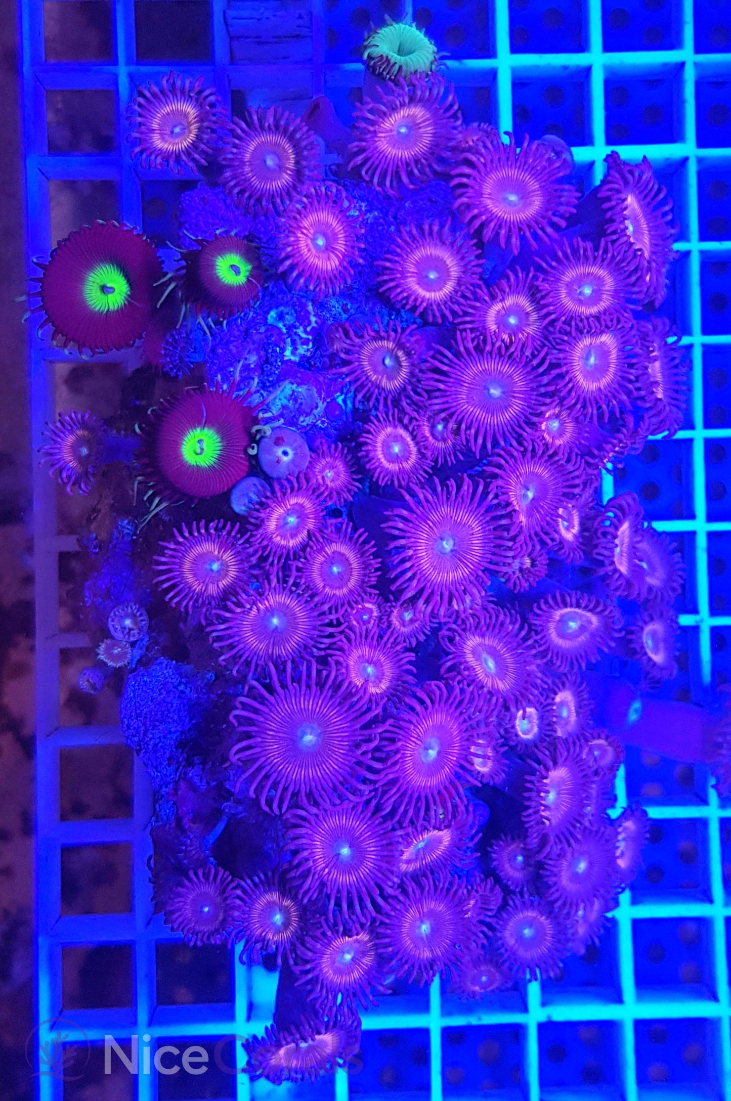 Zoanthus