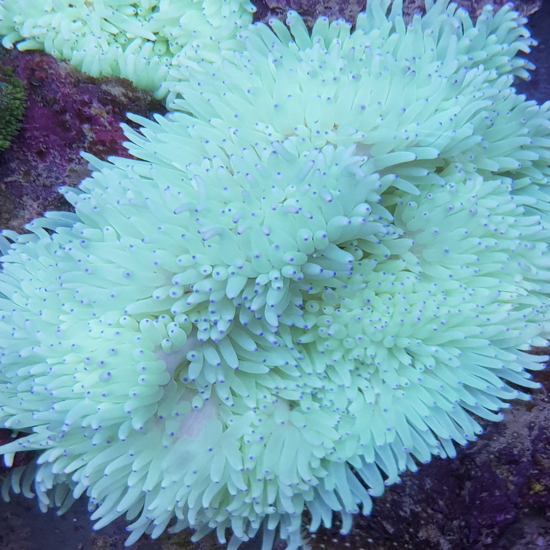 Heteractis crispa
