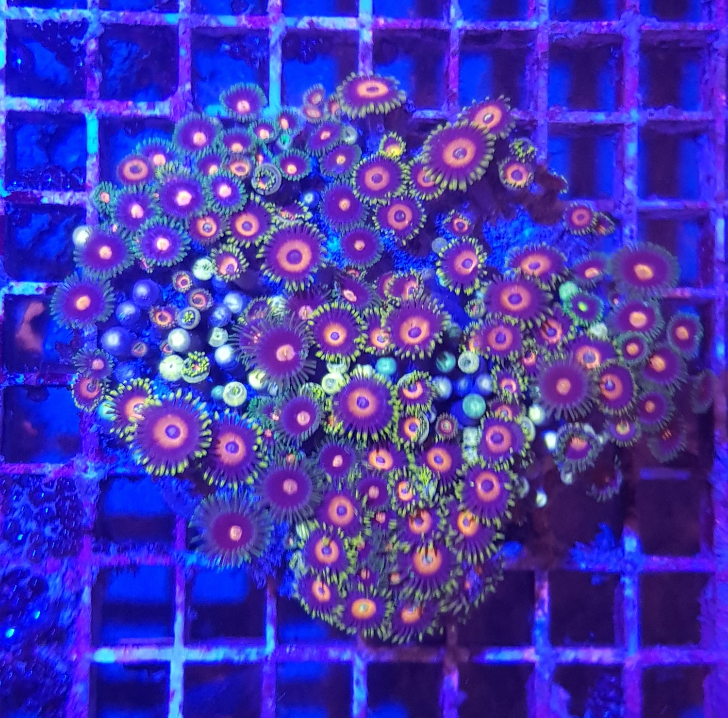 Softkorallen