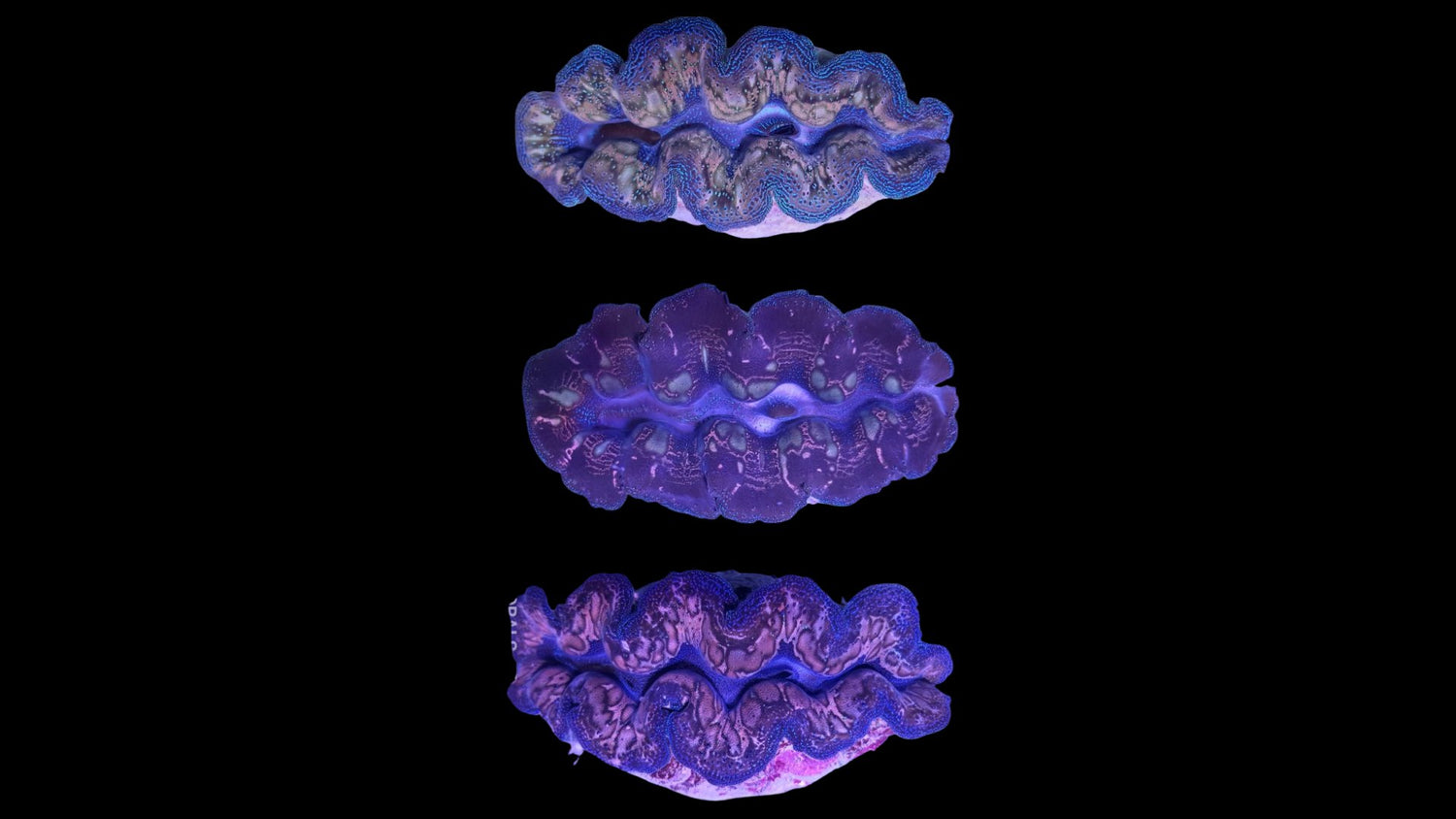Clams