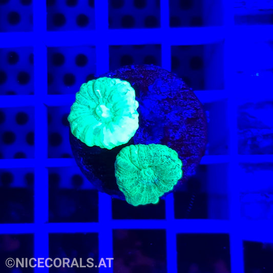 Caulastrea