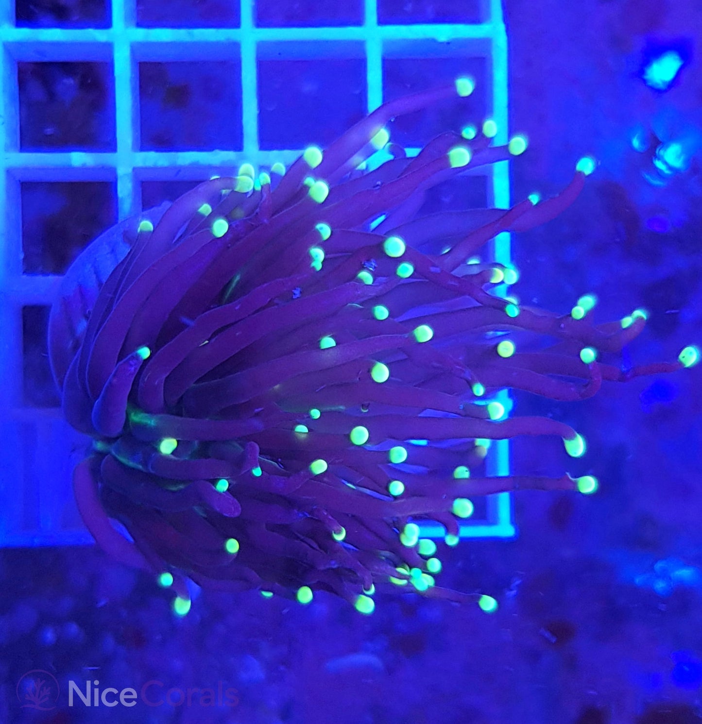 Euphyllia Black Torch