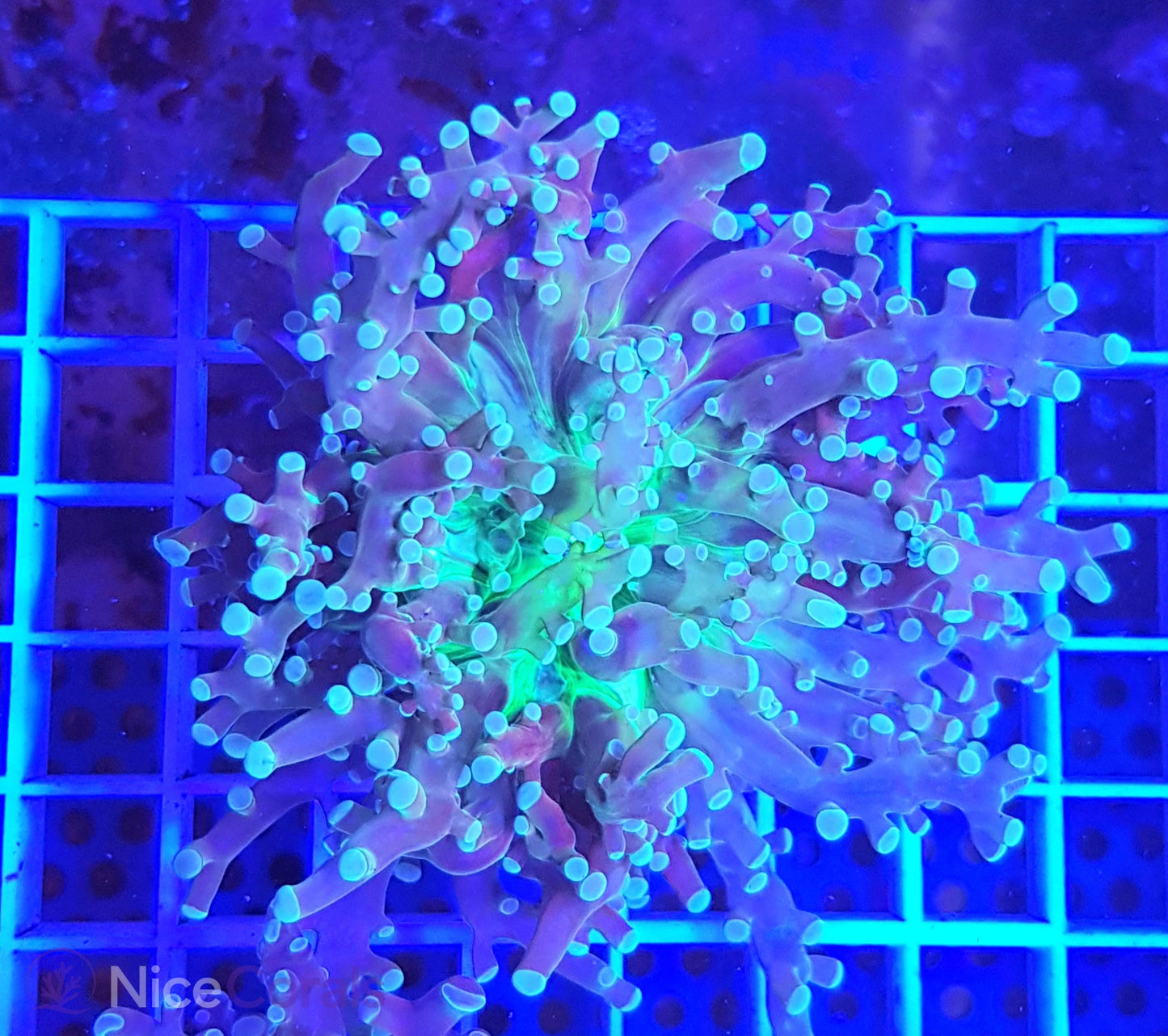 Euphyllia paradivisa
