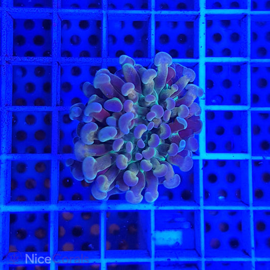 Euphyllia paraancora