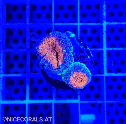 Lobophyllia