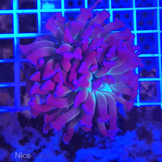 Euphyllia paraancora