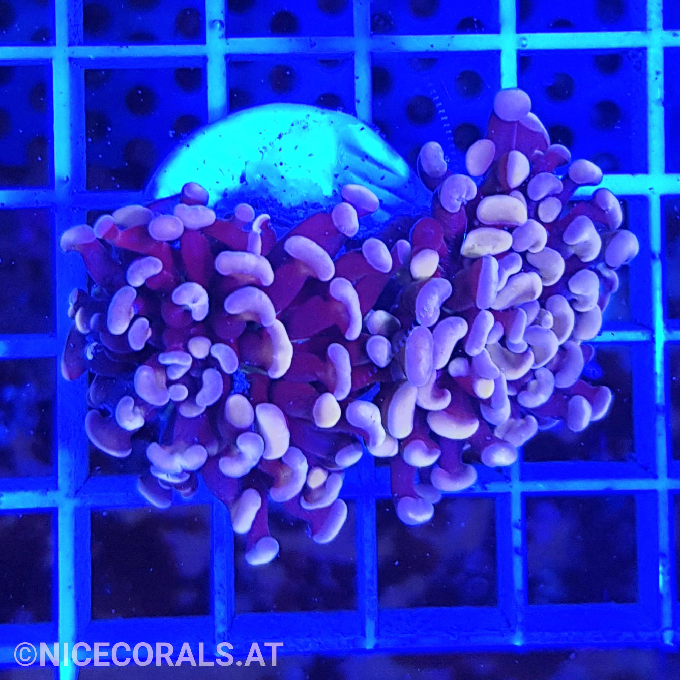 Euphyllia Paraancora