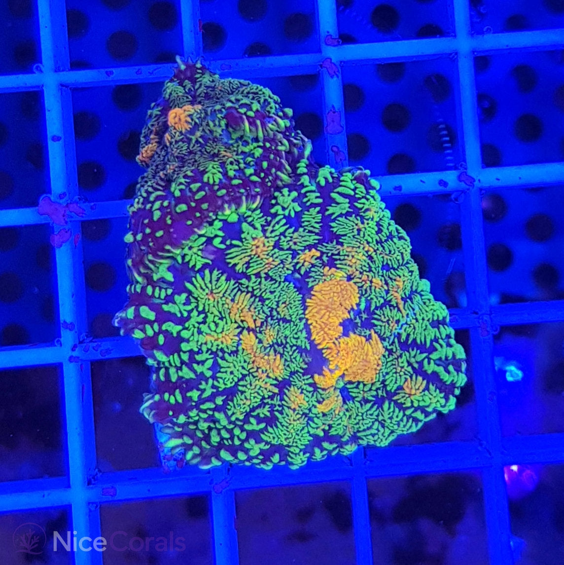 Rhodactis