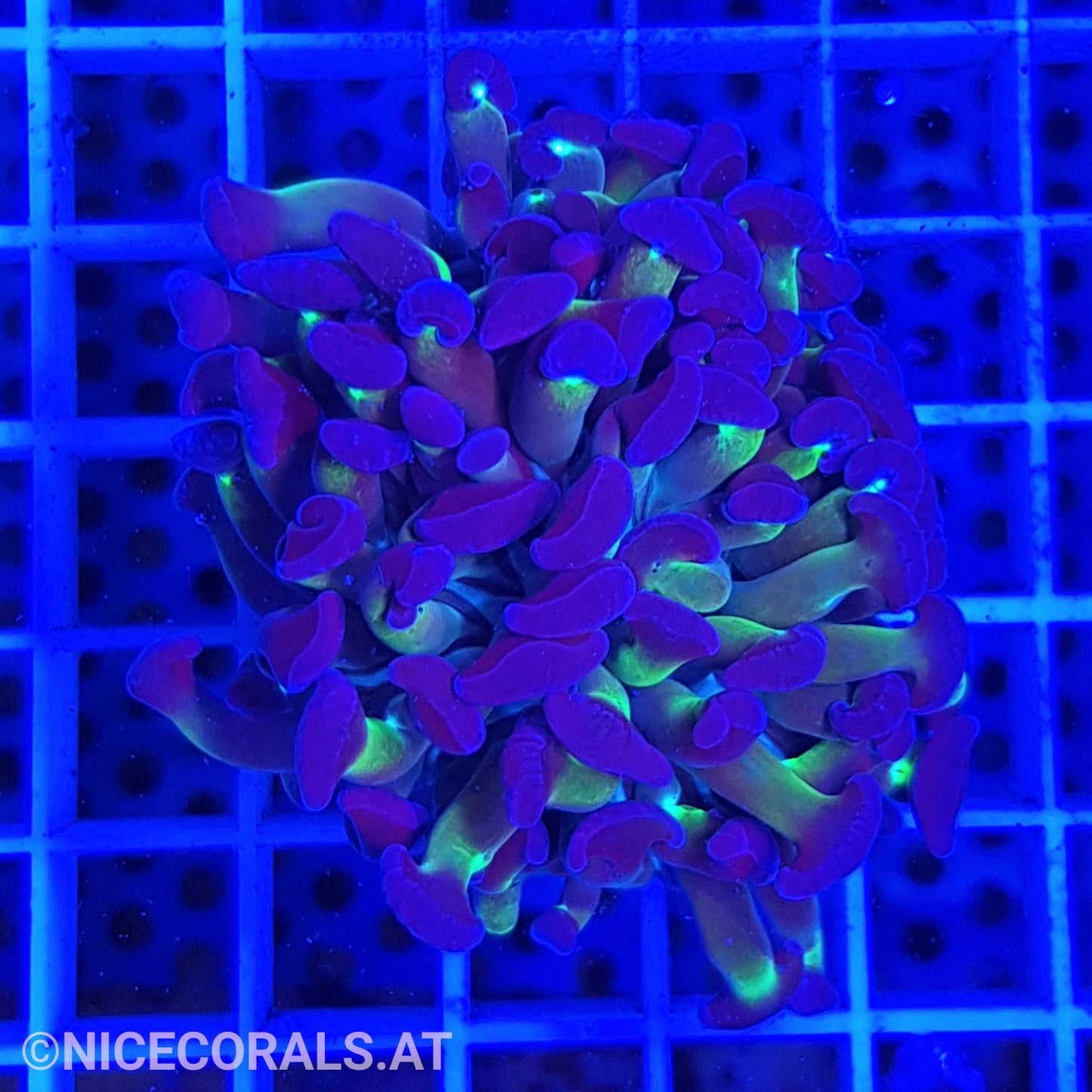Euphyllia Paraancora