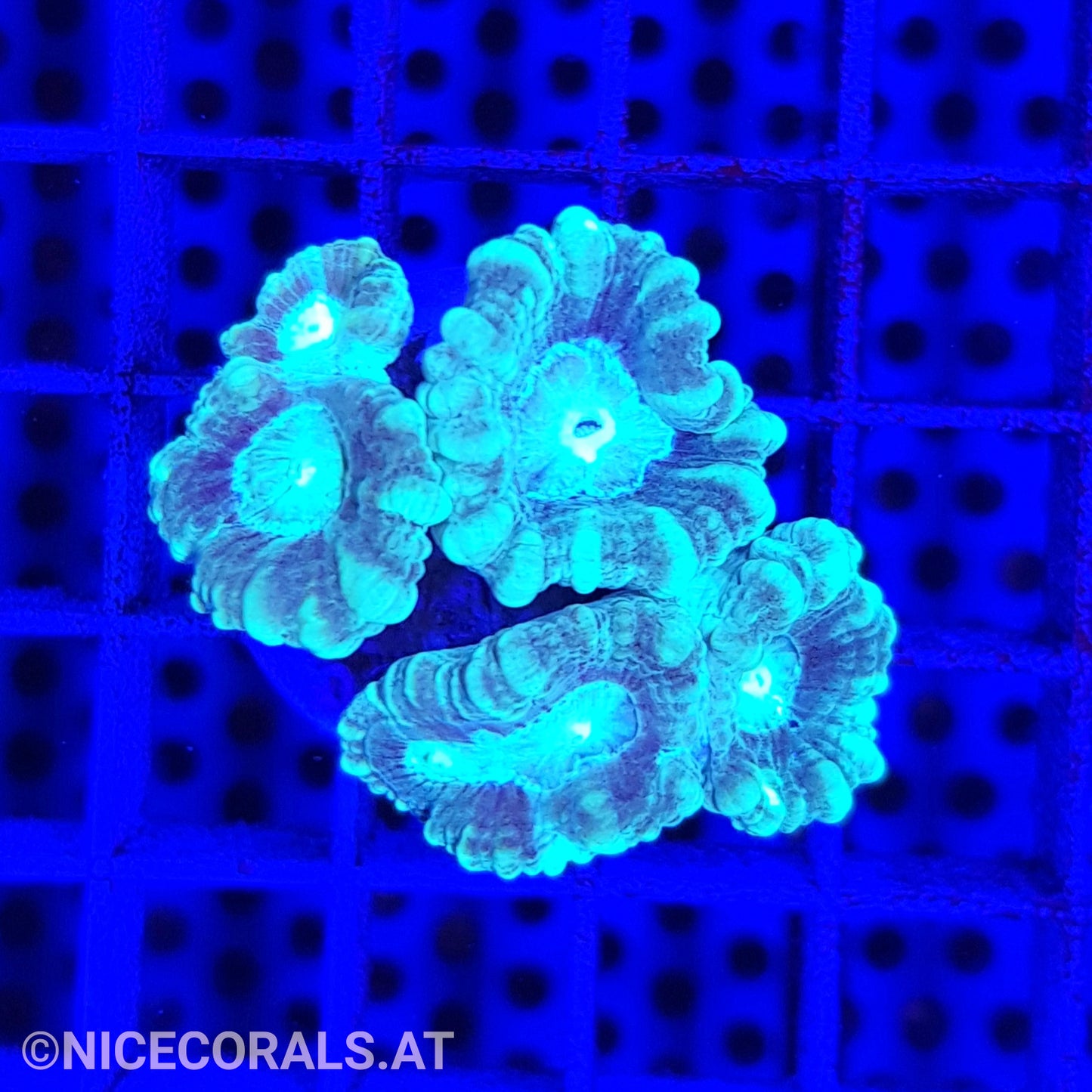 Caulastrea