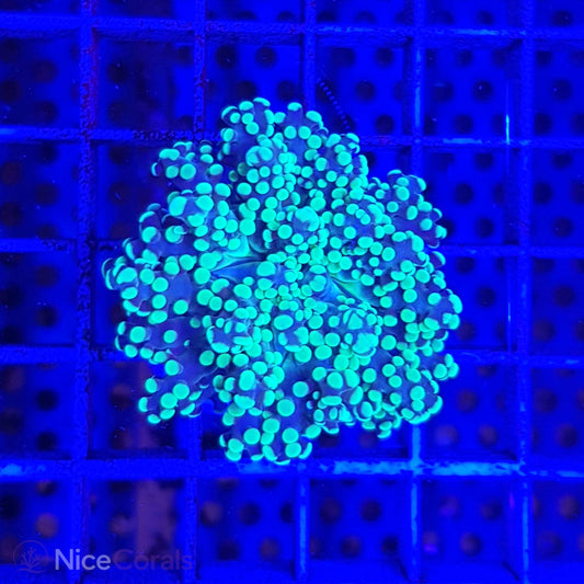 Euphyllia paradivisa