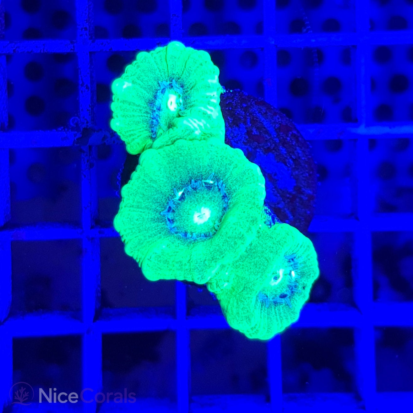 Caulastrea