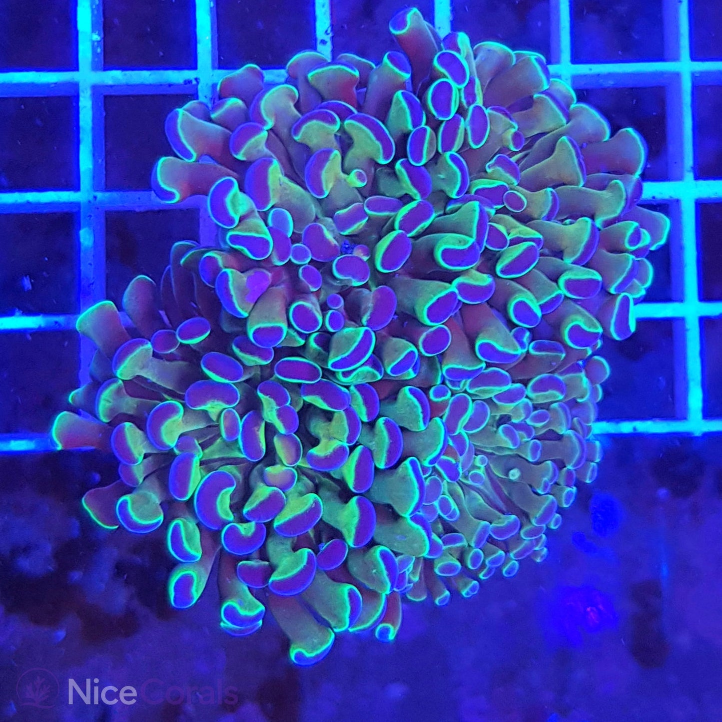 Euphyllia Paraancora