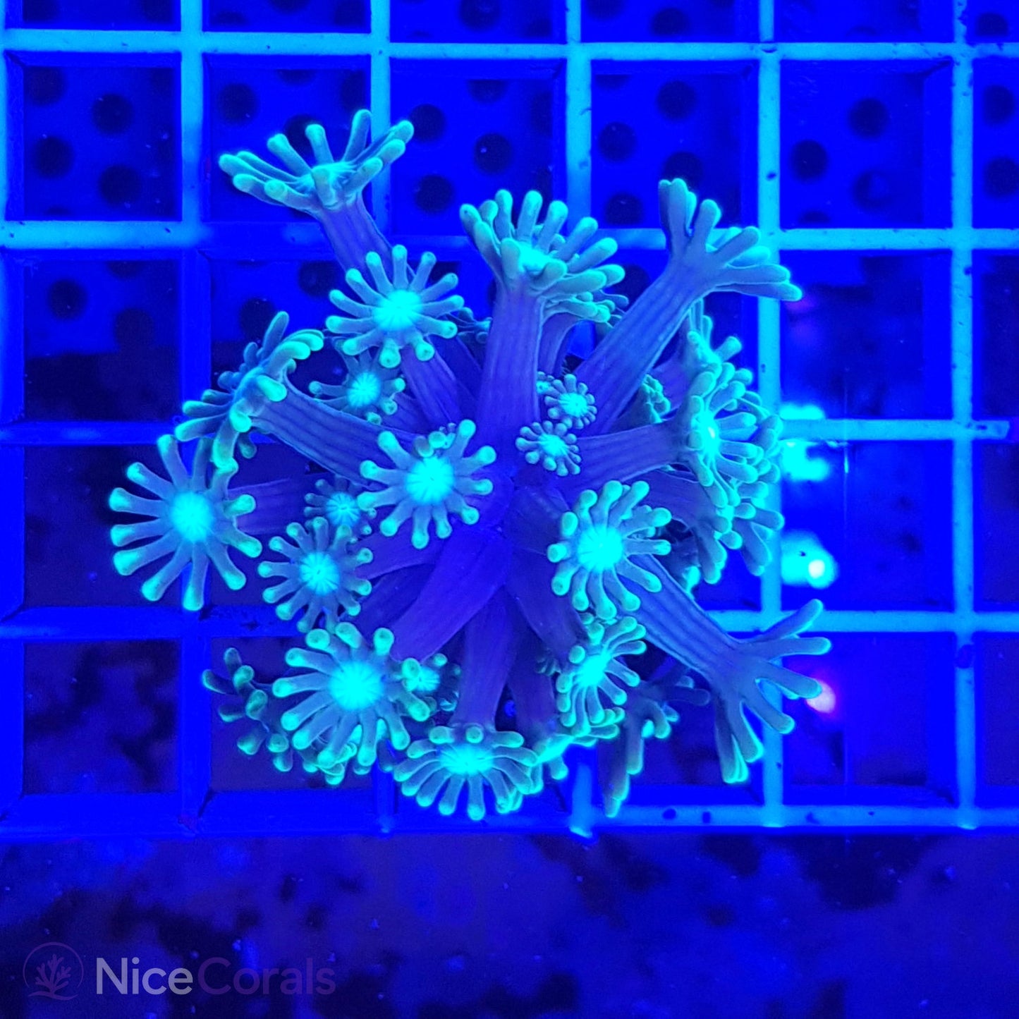 Alveopora