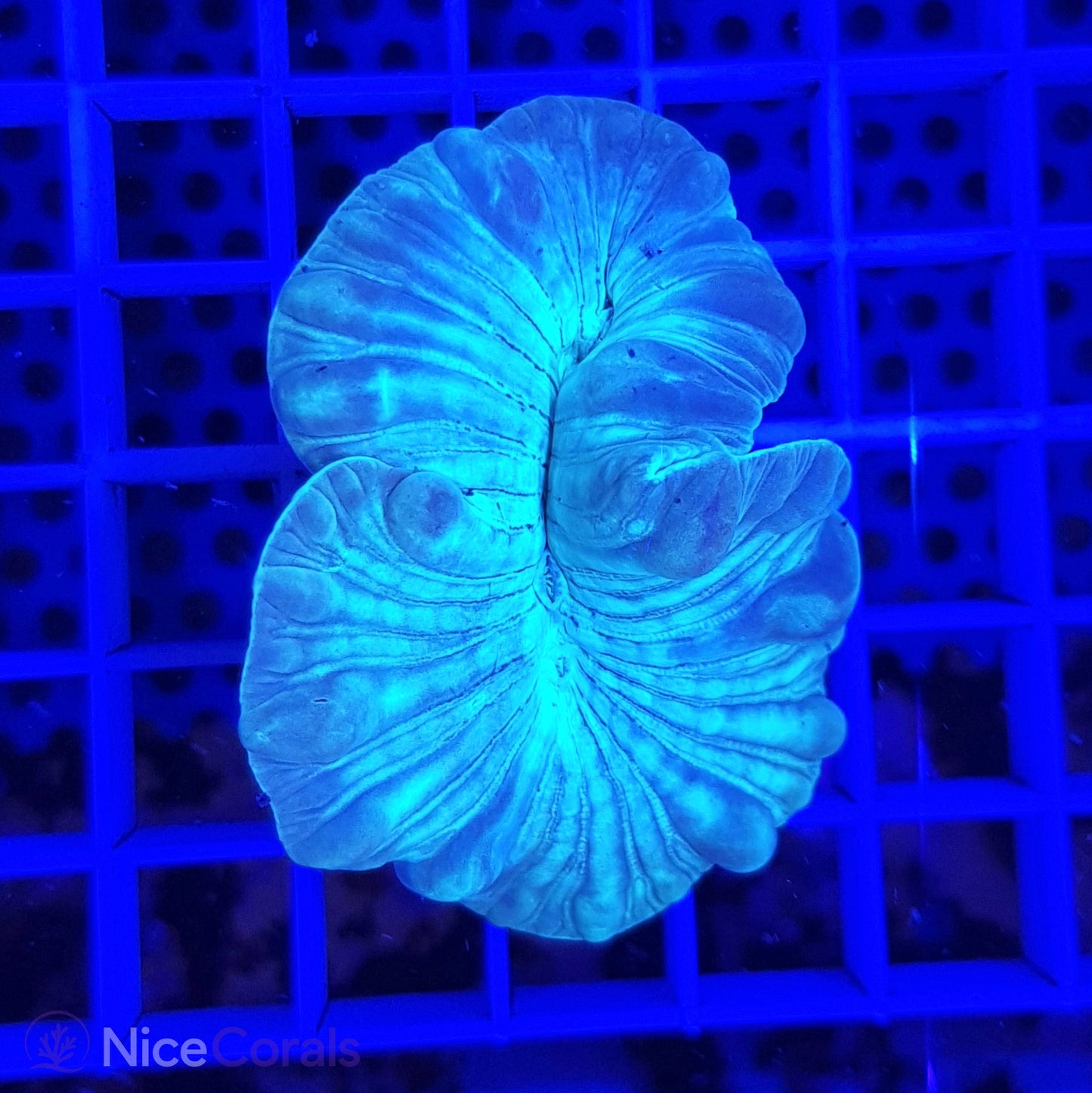 Nemenzophyllia