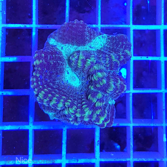 Oulophyllia