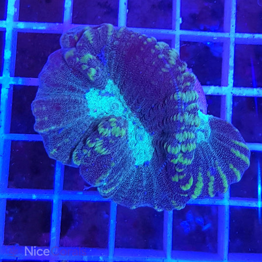 Oulophyllia