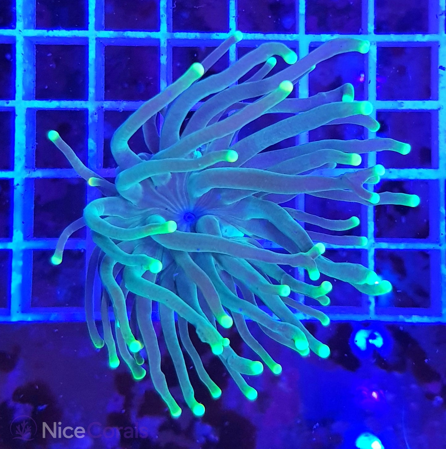 Euphyllia Torch
