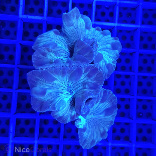 Nemenzophyllia