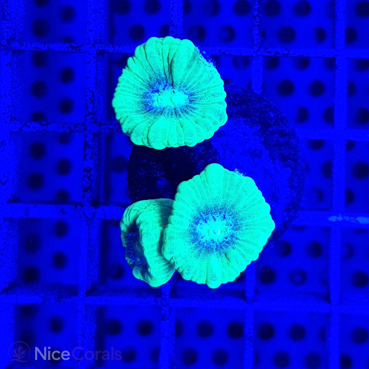 Caulastrea