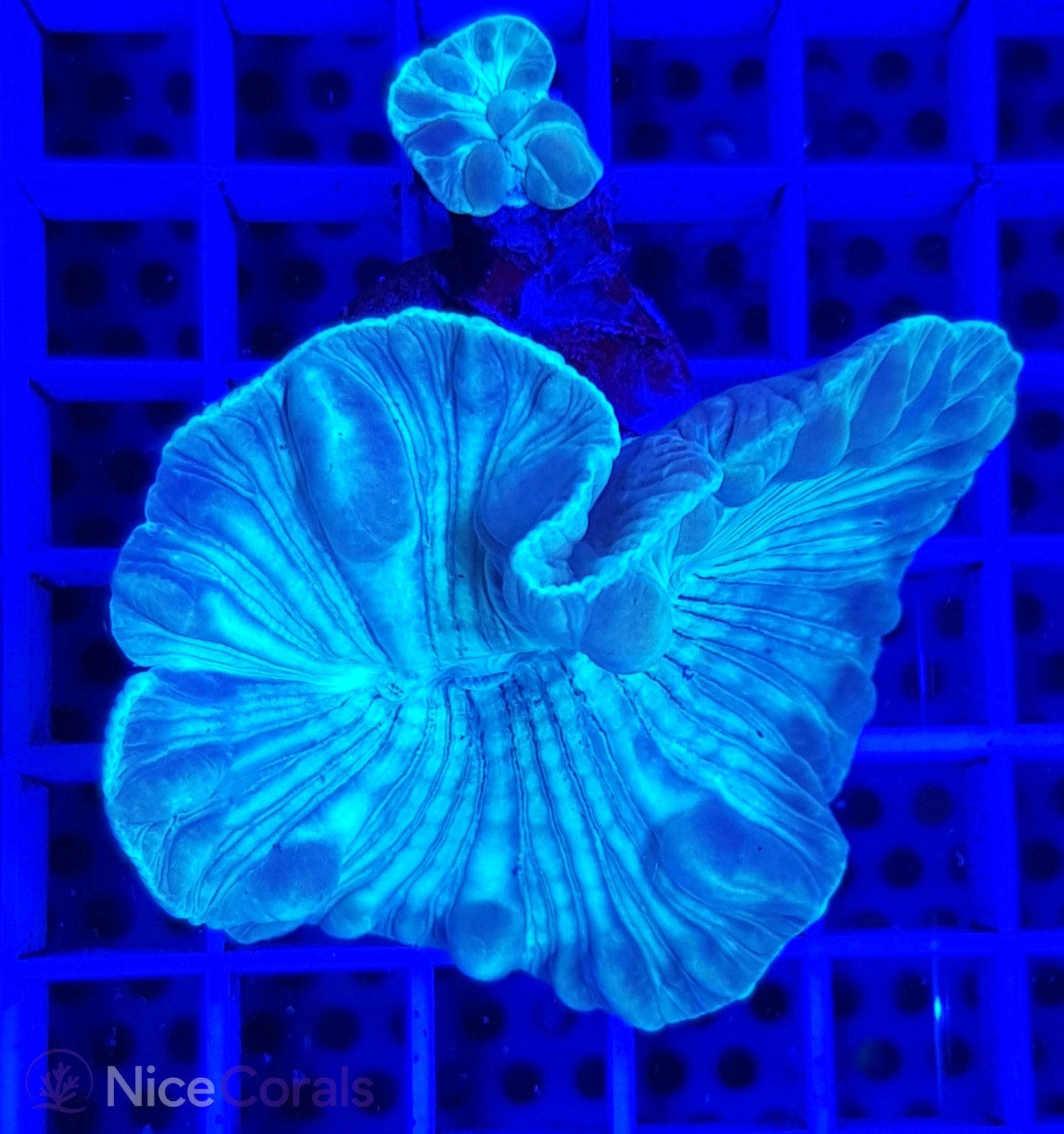 Nemenzophyllia