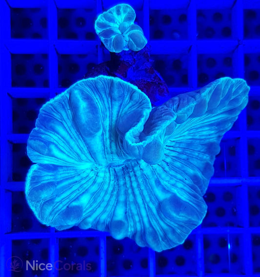 Nemenzophyllia