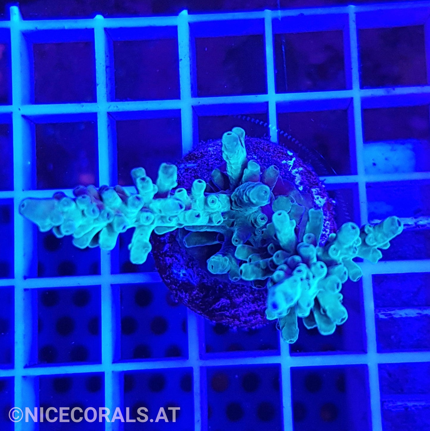 Acropora