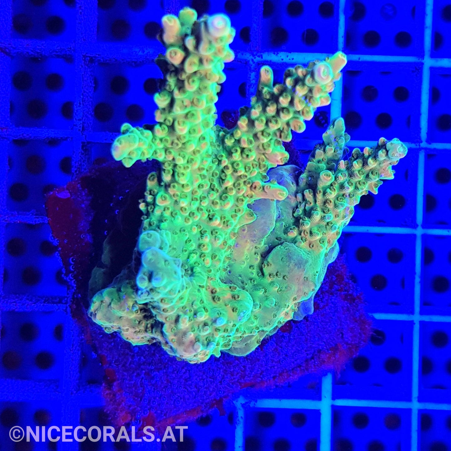 Acropora