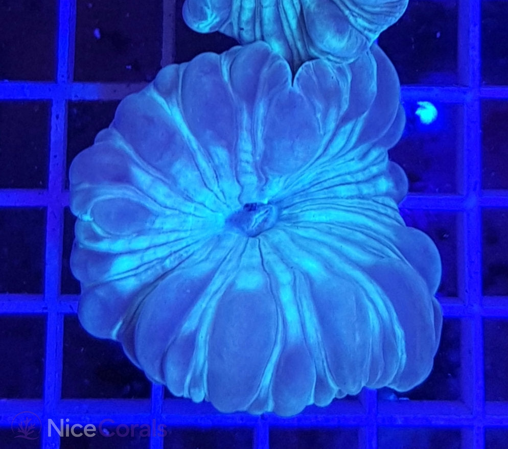 Nemenzophyllia