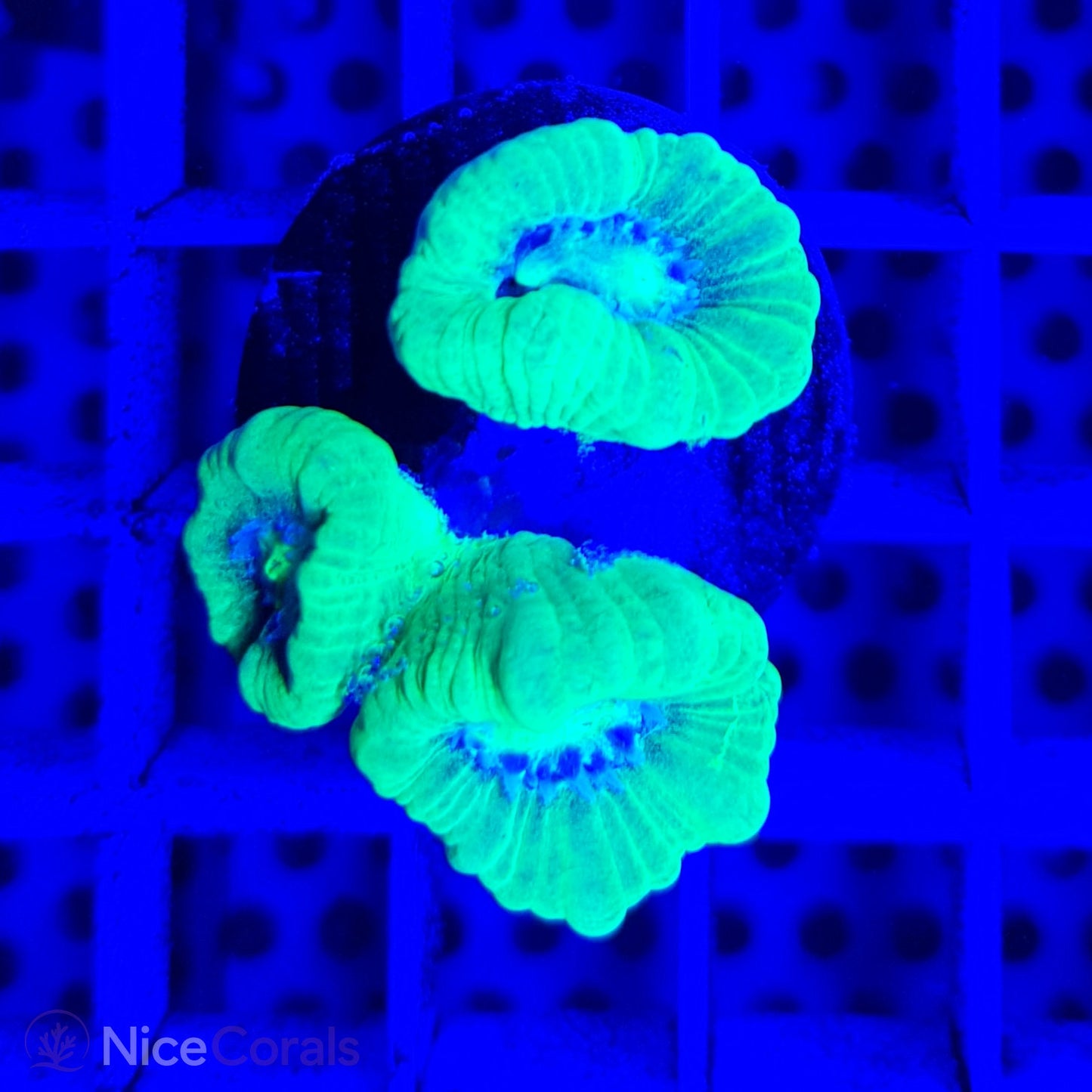 Caulastrea