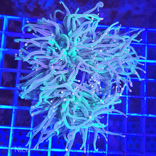 Euphyllia Indo Torch