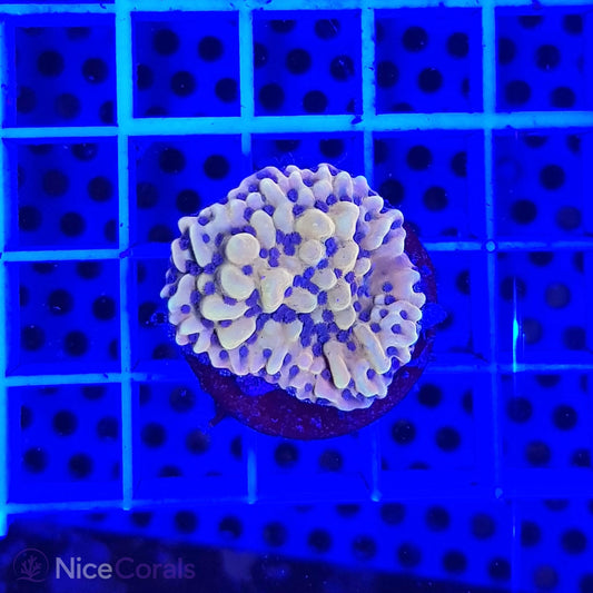 Montipora