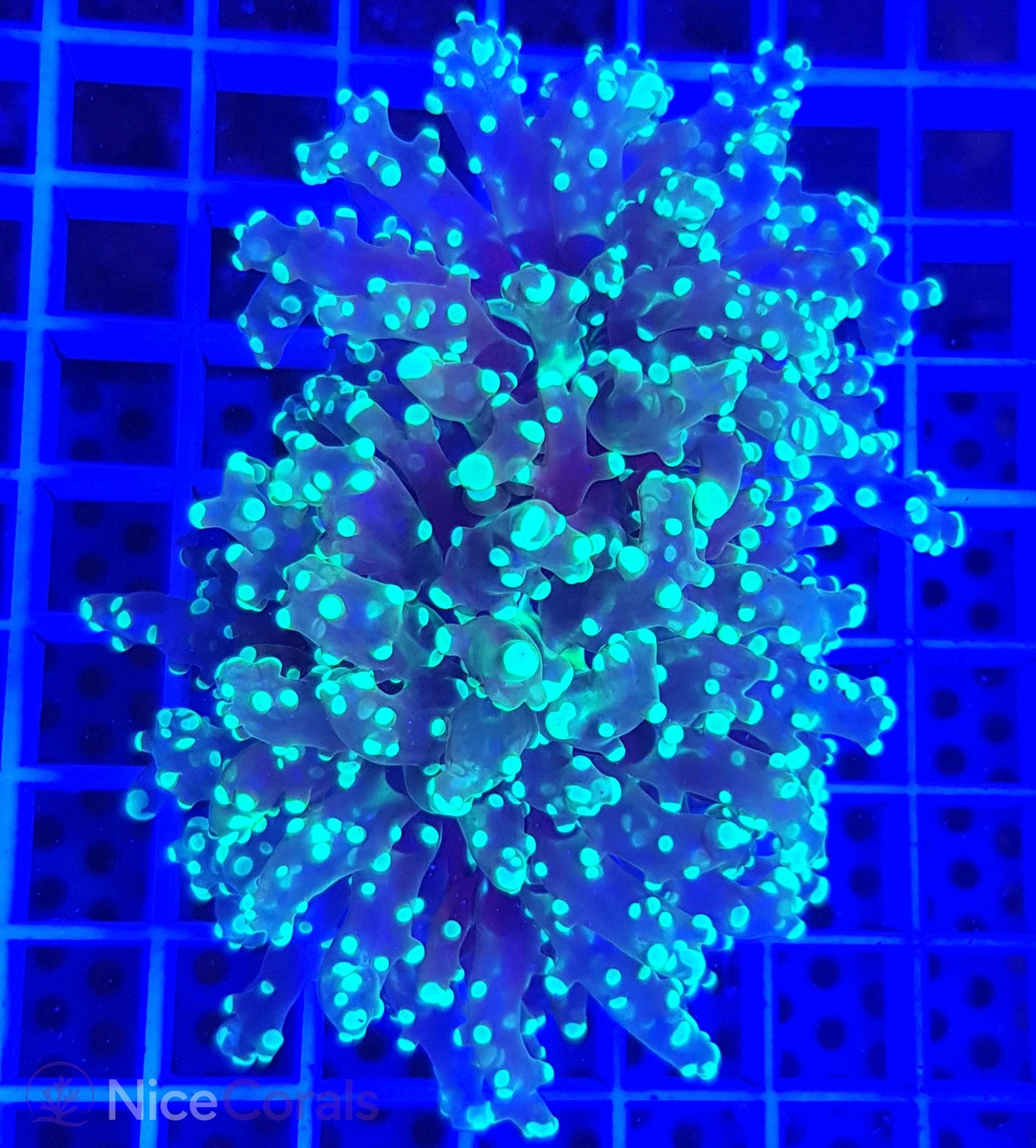 Euphyllia paradivisa