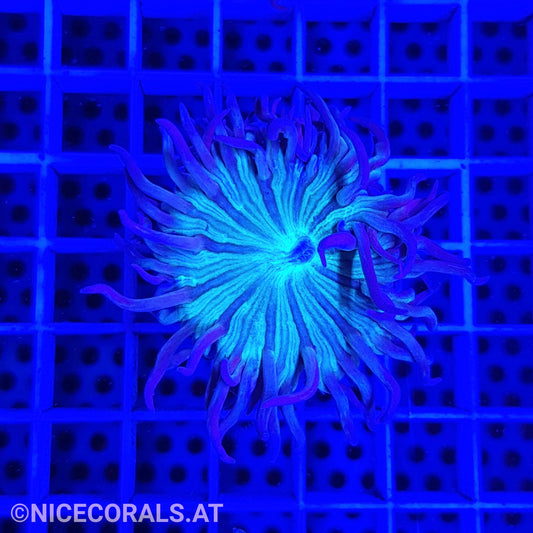Duncanopsammia