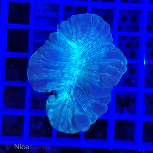 Nemenzophyllia