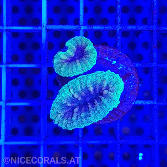 Lobophyllia