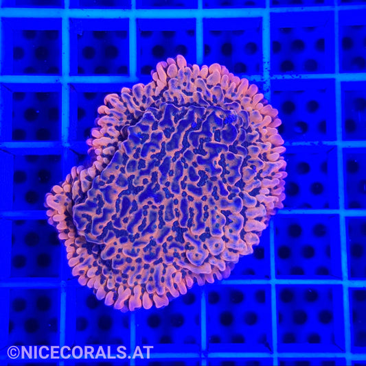 Montipora