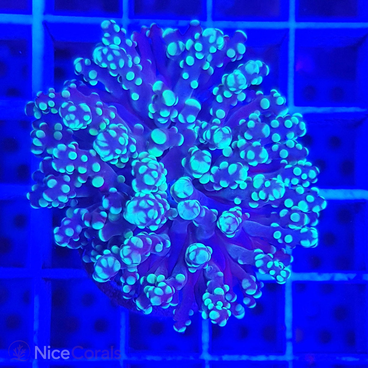 Euphyllia paradivisa