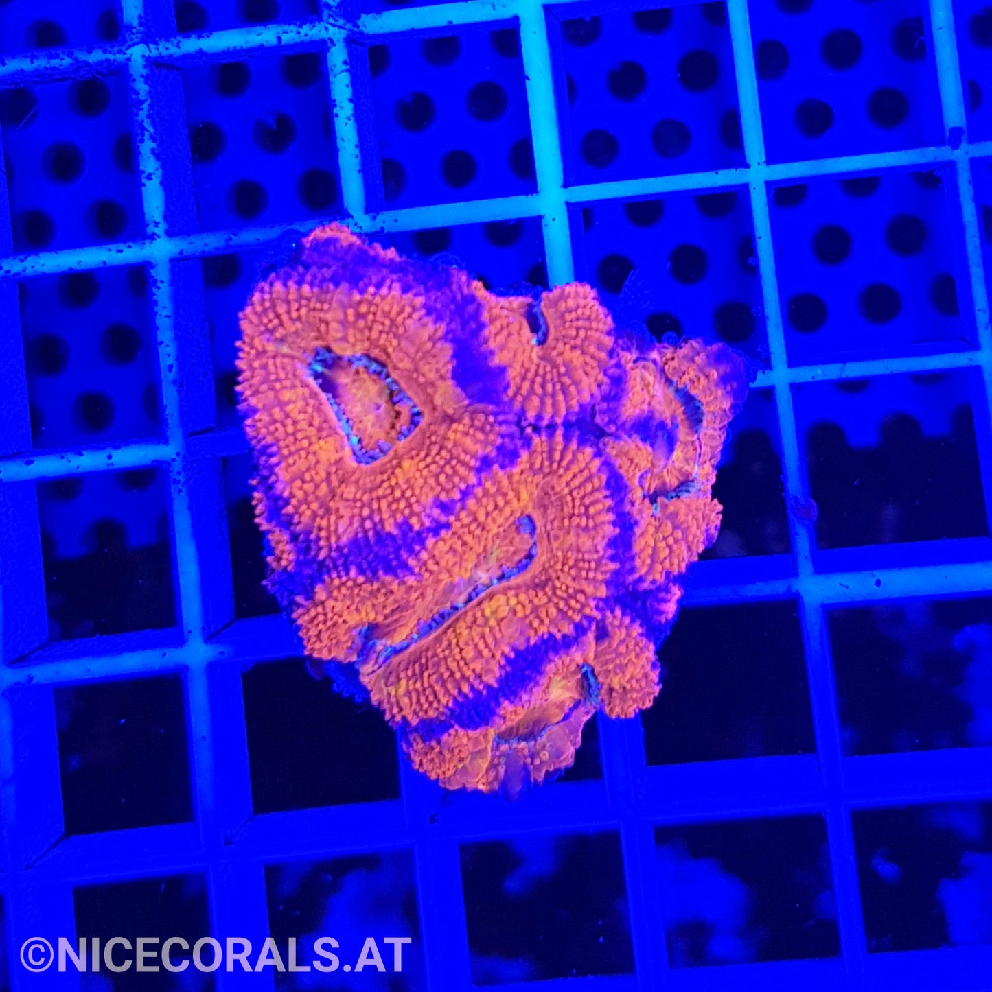 Acanthastrea
