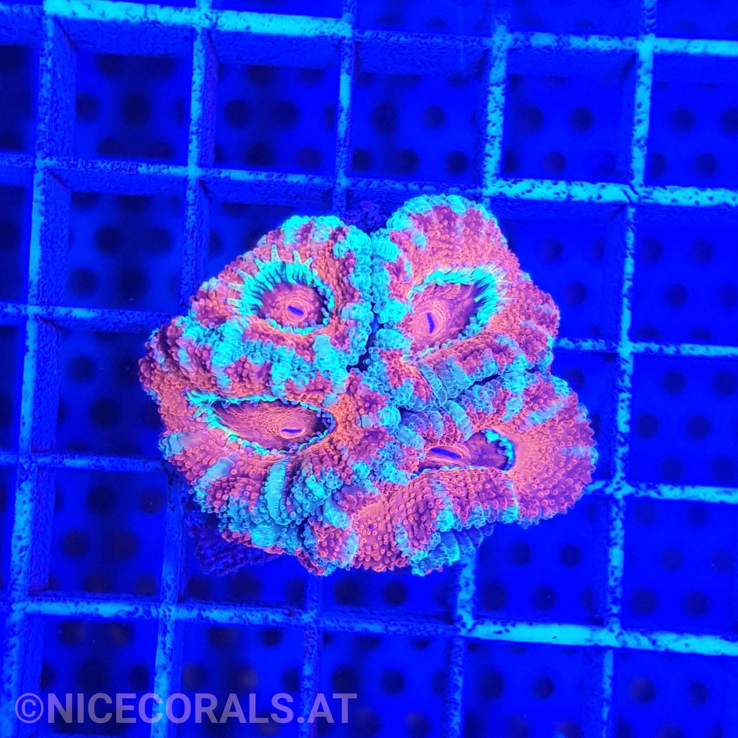 Acanthastrea
