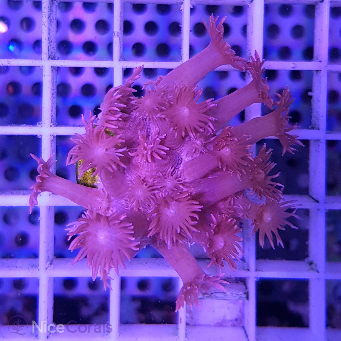 Goniopora