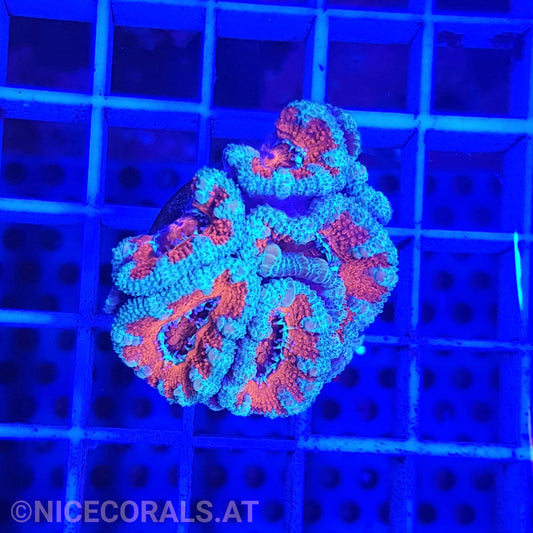 Acanthastrea