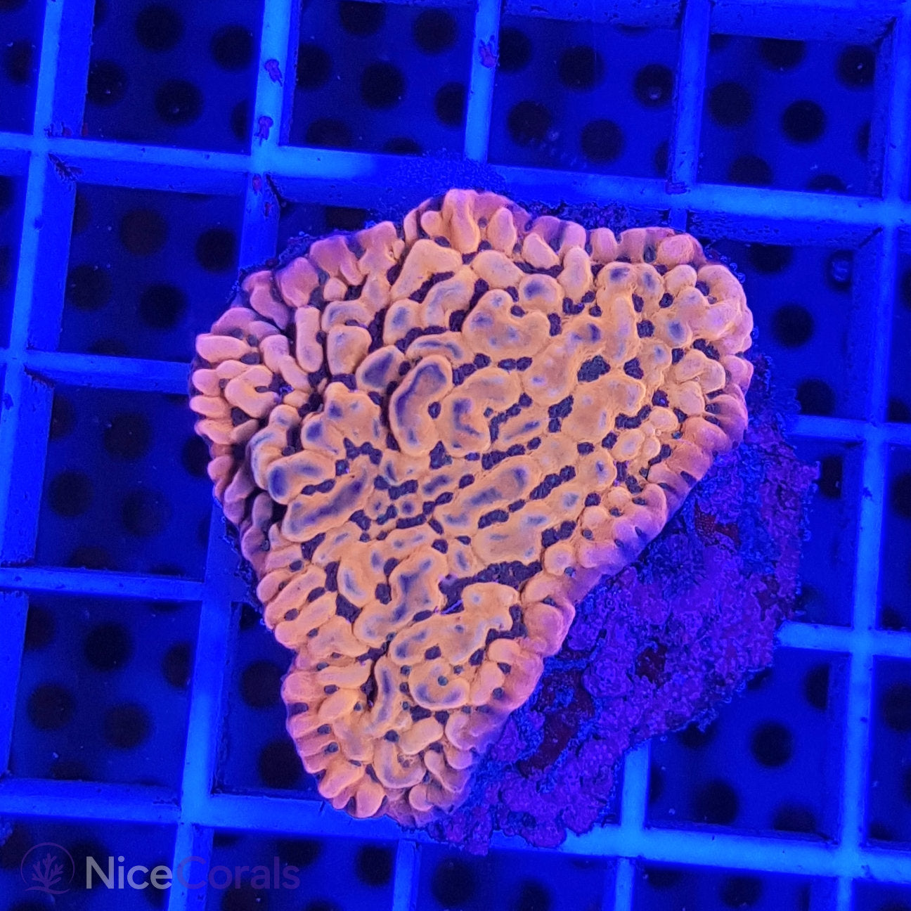 Montipora