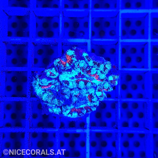 Acanthastrea