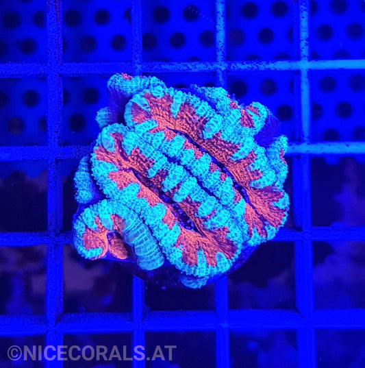Acanthastrea