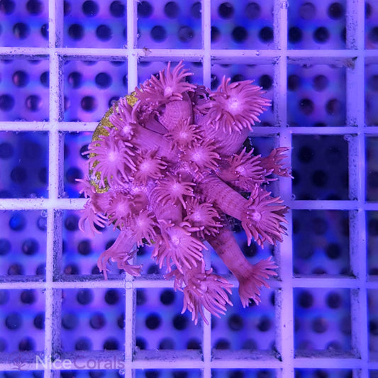 Goniopora