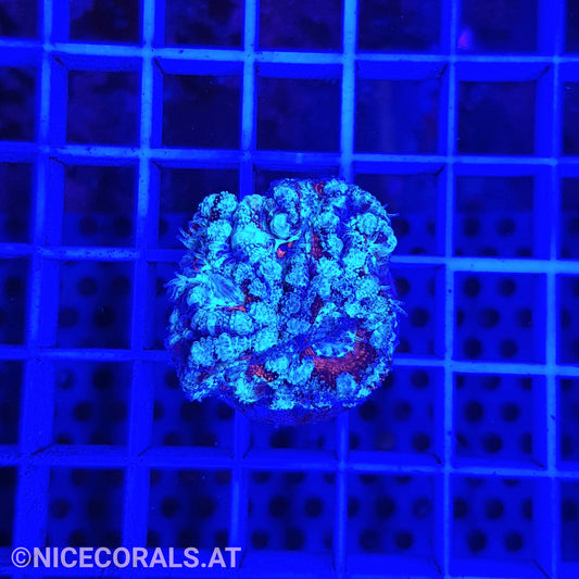 Acanthastrea