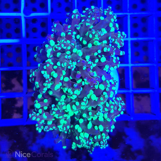 Euphyllia paradivisa