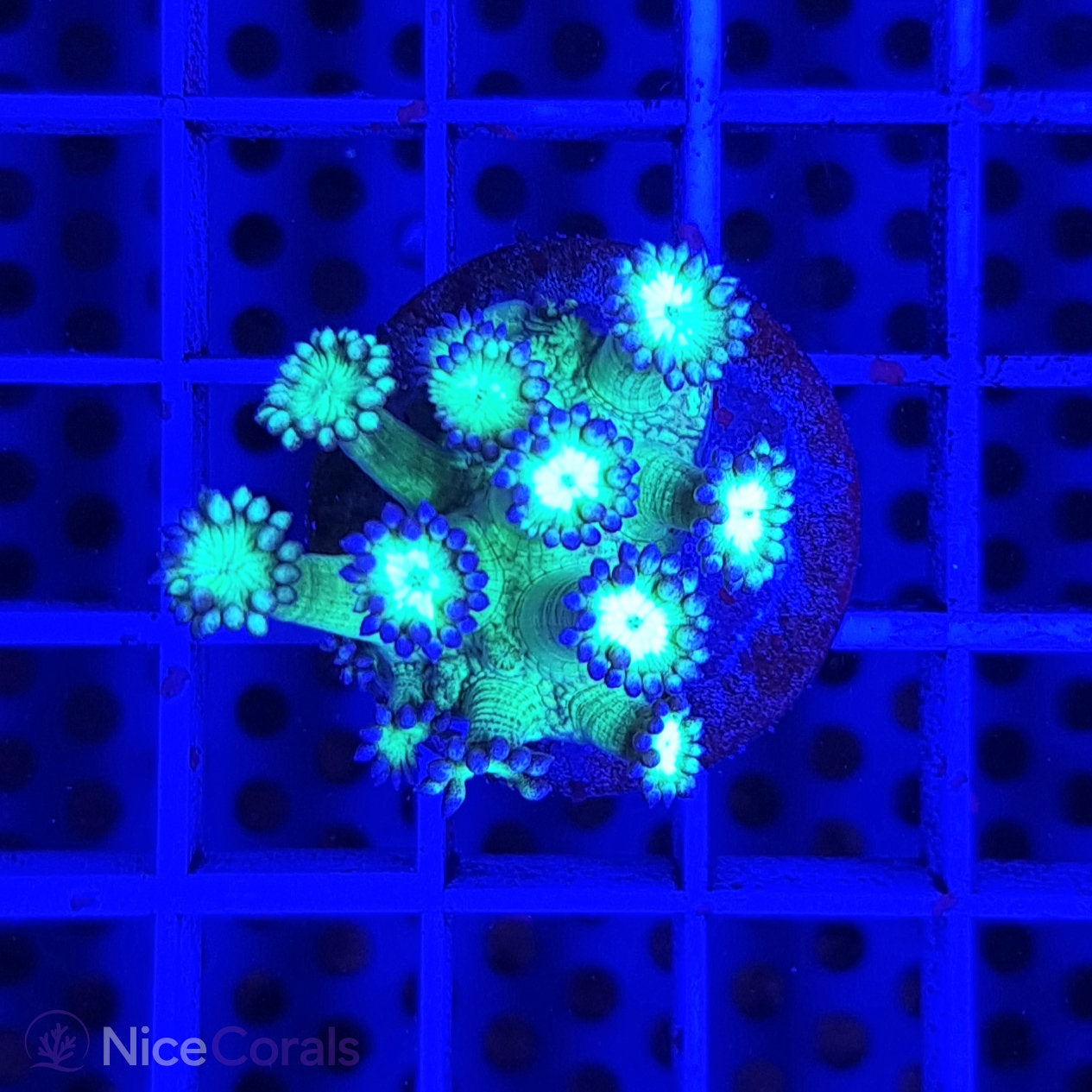 Goniopora